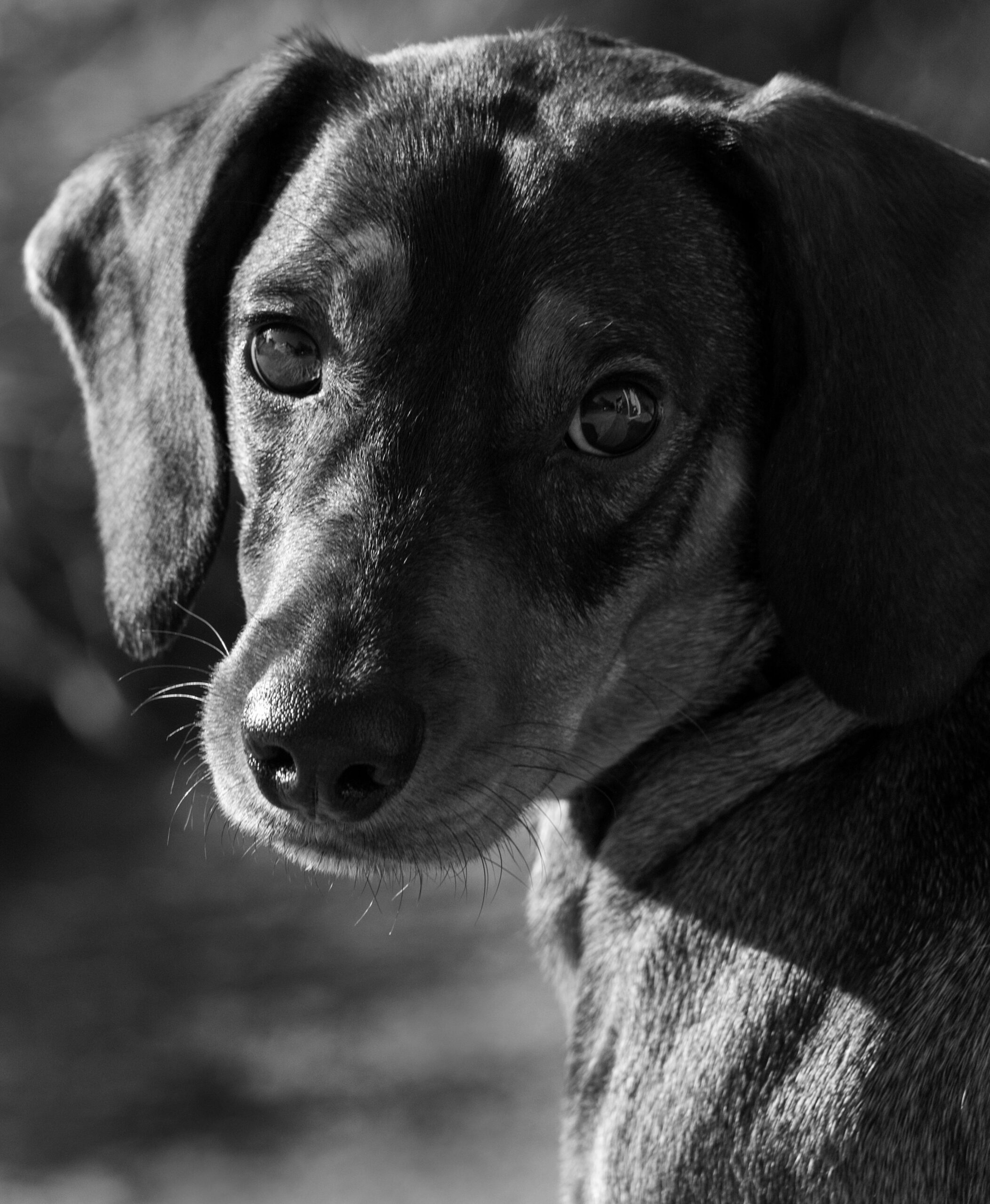 Dachshund